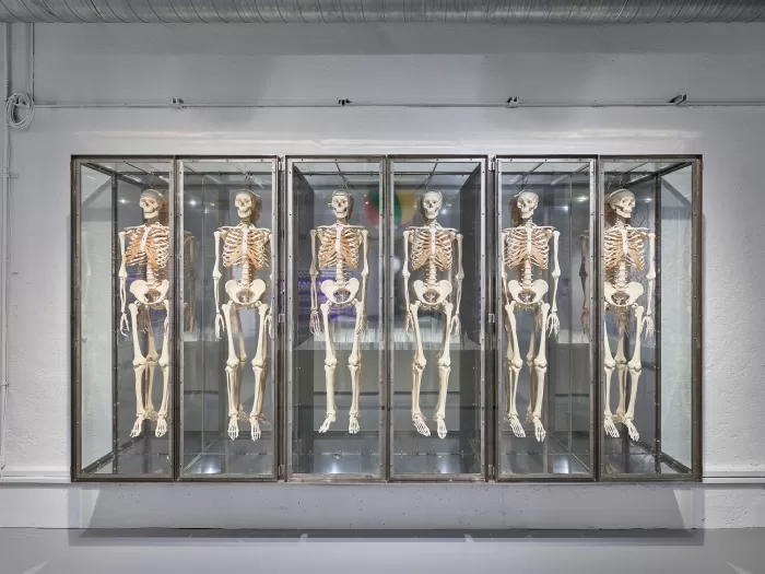 Installation view of a series of skeletons from Damien Hirst's ‘The Weight of Things’ at Munich’s Museum for Urban and Contemporary Art