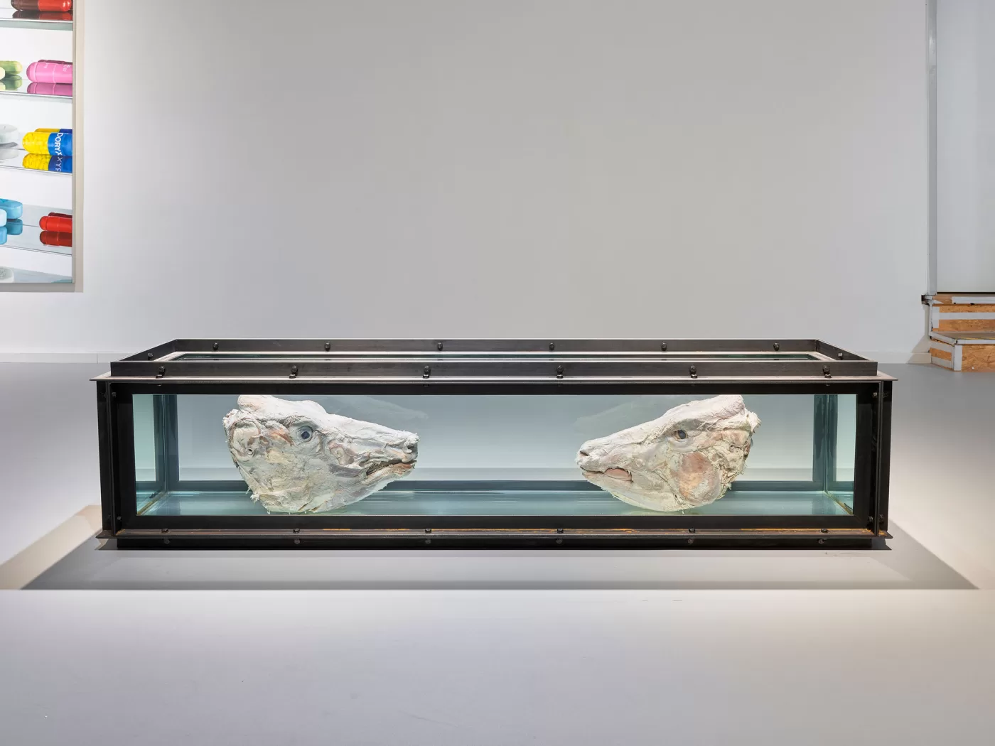 Installation view of two cow skulls from Damien Hirst's ‘The Weight of Things’ at Munich’s Museum for Urban and Contemporary Art