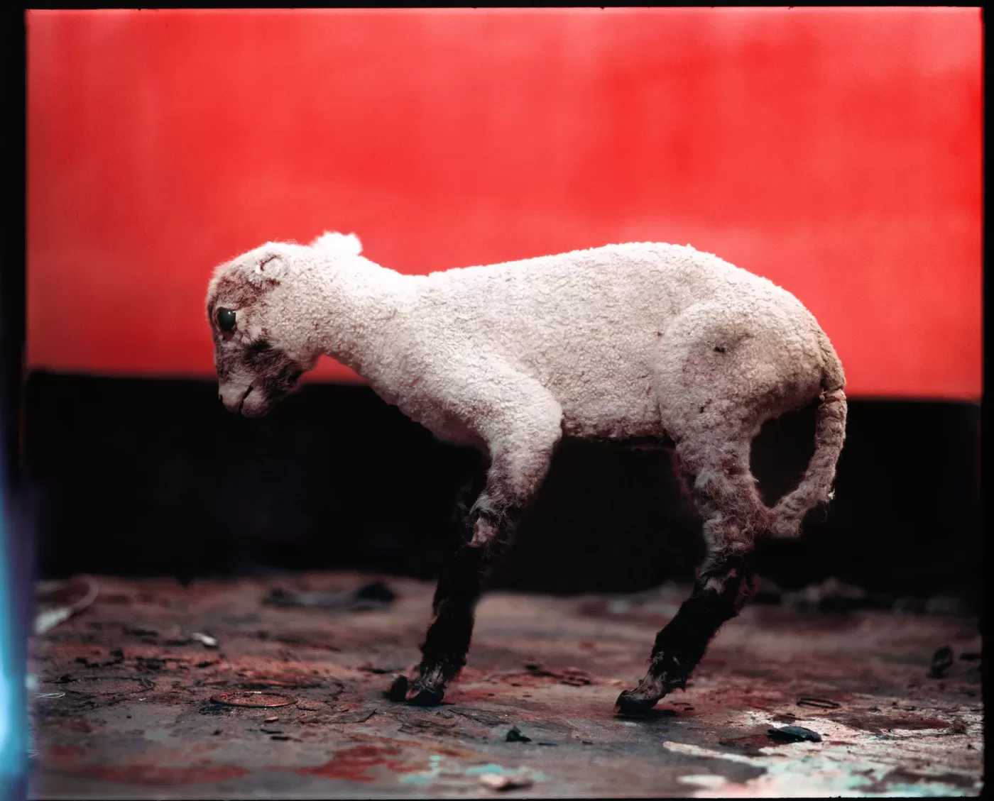 A photograph of a lamb sculpture