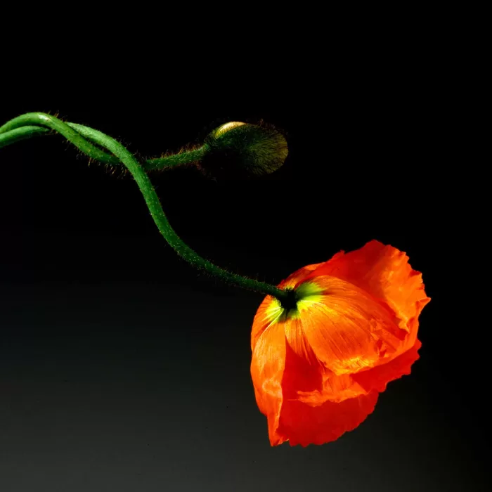 Robert Mapplethorpe, Poppy, 1988 © Robert Mapplethorpe Foundation. Used by permission