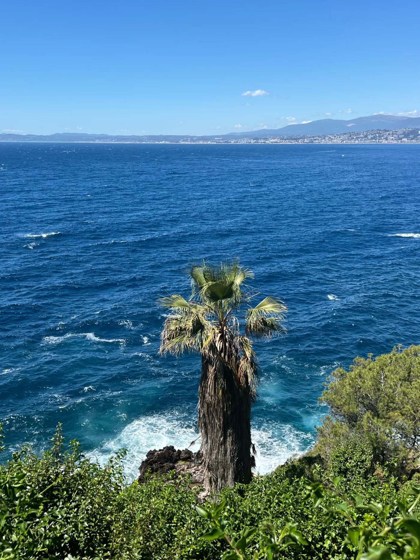 Alex Israel's photograph of a palm tree in the south of France